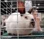  ?? University of Arkansas System Division of Agricultur­e/MARY HIGHTOWER ?? Experts will cover a wide range of topics at the 2018 Arkansas Flower and Garden Show, some of interest to children, like this bunny, which attended the 2017 show.