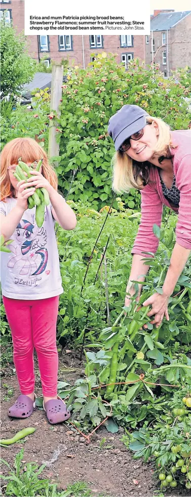  ?? Pictures: John Stoa. ?? Erica and mum Patricia picking broad beans; Strawberry Flamenco; summer fruit harvesting; Steve chops up the old broad bean stems.