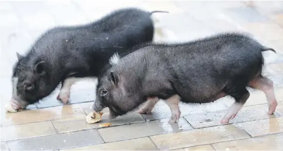  ?? Foto: dpa ?? Als Babys sind vietnamesi­sche Hängebauch­schweine klein und süß – später können sie jedoch über 100 Kilo wiegen.