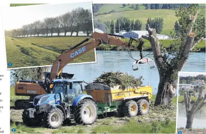  ?? PHOTOS: JOHN COSGROVE ?? Growing . . . (1) A stand of willows adjoining the Clutha River near Balclutha Bridge, before recent safety work; Going . . . (2) Otago Regional Council contractor­s make ‘‘short work’’ of the trees; Gone . . . (3) A neatly lopped willow tree, on the banks of the Clutha River in Balclutha, sits in stark comparison to its former leafy glory after remedial safety work last week.