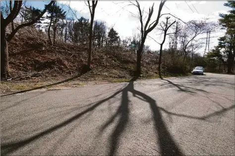  ?? Christian Abraham / Hearst Connecticu­t Media ?? A view of trees along Little Brook Road which are slated for clearcutti­ng by Eversource in Darien on March 29.