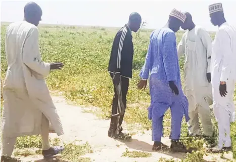  ??  ?? Borno farmers expecting bumper harvest.