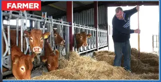  ??  ?? FARMER
early riser: Feeding his cattle before heading off for his first day in the Dáil
