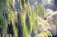  ?? Photos by Michael Short / Special to The Chronicle ?? The New Zealand red pine, or rimu, is an evergreen with little scaly leaves and weeping branches.