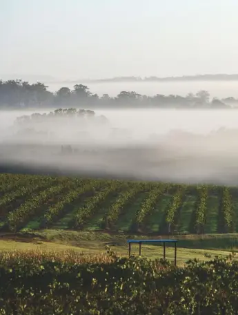  ??  ?? Right: early morning mists hang over vineyards in the Hunter Valley, New South Wales