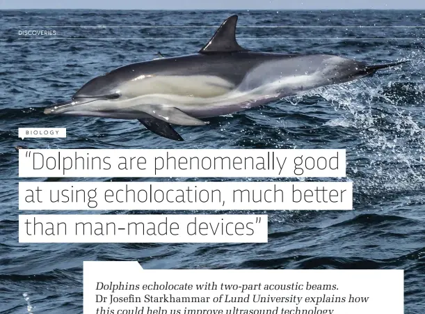  ??  ?? ABOVE: Dolphins use echolocati­on to determine where they, the rest of their pod and any potential prey are in the water