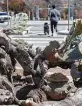  ??  ?? Last week’s storm damaged the big thicket of cactus outside La Tuna Icehouse & Grill.