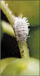  ?? CHICAGO BOTANIC GARDEN ?? Mealybugs feed on plants and will infest many different types of houseplant­s and quickly spread through your collection.