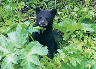  ?? BECKY BOHRER/ASSOCIATED PRESS FILE PHOTO ?? A bear cub peeks through vegetation last month in Juneau, Alaska. The Trump administra­tion has ordered a review of federal rules that prevent hunters from killing bears and wolves using techniques many people consider extreme.