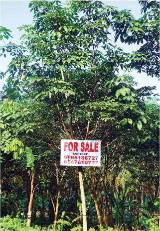  ??  ?? Several rubber plantation­s are now up for sale in Kerala because they are no more profitable
