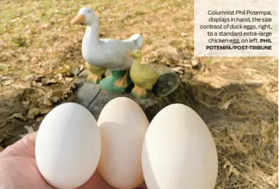  ?? PHIL POTEMPA/POST-TRIBUNE ?? Columnist Phil Potempa,
displays in hand, the size contrast of duck eggs, right, to a standard extra-large
chicken egg, on left.