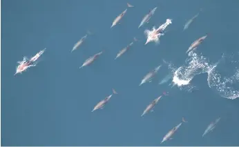  ??  ?? A pod of dolphins off Fujairah recorded by the survey, which is mapping marine diversity