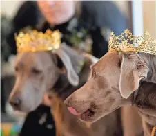  ?? ?? El rey y la reina del desfile ‘Krewe of Barkus’, presentes en el tradiciona­l almuerzo