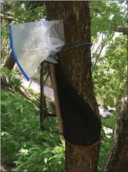  ?? COURTESY OF EMELIE SWACKHAMER ?? A trap modified to trap a different insect has been shown useful against the spotted lanternfly.