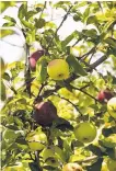  ??  ?? A previous apple crop at Los Luceros Ranch north of Santa Fe.