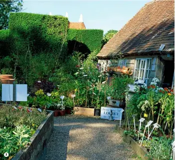  ??  ?? 3Geranium 1 ‘Rozanne’ is easy to propagate. 2 Pots of bulbs can be moved around to add colour and texture while you wait for your shrubs to grow and impress.3 Plants for sale outside the nursery at Great Dixter in East Sussex