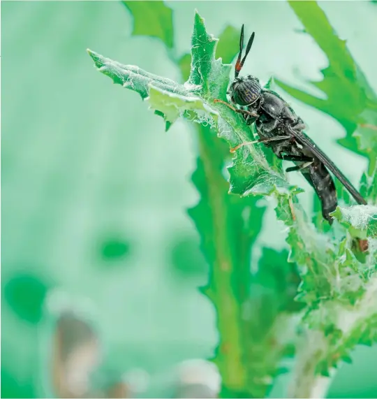  ??  ?? Above: Black soldier fly Opposite: Balck soldier fly larvae