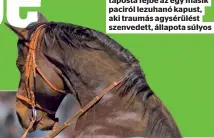  ?? ?? Agysérülés
Egy megbokroso­dott ló taposta fejbe az egy másik paciról lezuhanó kapust, aki traumás agysérülés­t szenvedett, állapota súlyos