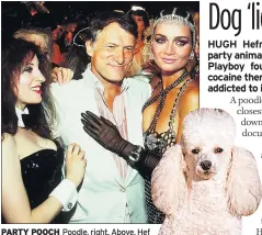  ?? ?? PARTY POOCH Poodle, right. Above, Hef