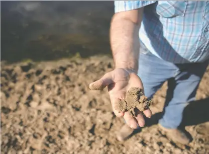  ?? KAYLE NEIS ?? Maple Creek rancher Doug Wilson holds up sand near a dry dugout on his land. He says his property is parched partly due to drought and partly due to lack of water from the upstream Junction Reservoir. He says in recent years, he's hardly gotten a trickle from the Wsa-operated site.