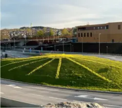  ?? STATENS VEGVESEN ?? Knallgule påskelilje­r lyser opp langs E39 ved Schancheho­len i Stavanger.