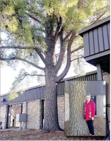  ?? SALLY CARROLL MCDONALD COUNTY PRESS ?? The pine tree has grown considerab­ly over the years, from a small seedling to a stately pine. Teddy Morgan’s love for trees and the community prompted her to plant the tree back in 1955. A new resolution passed by the Pineville City Council will enable...