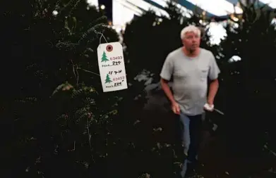  ?? CARLINE JEAN/SUN SENTINEL ?? Rodney Christenso­n puts prices on Christmas trees at Hart-T-Tree Farms in Plantation.