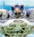  ?? | IAN African News Agency (ANA) ?? A YOUNG loggerhead turtle. LANDSBERG