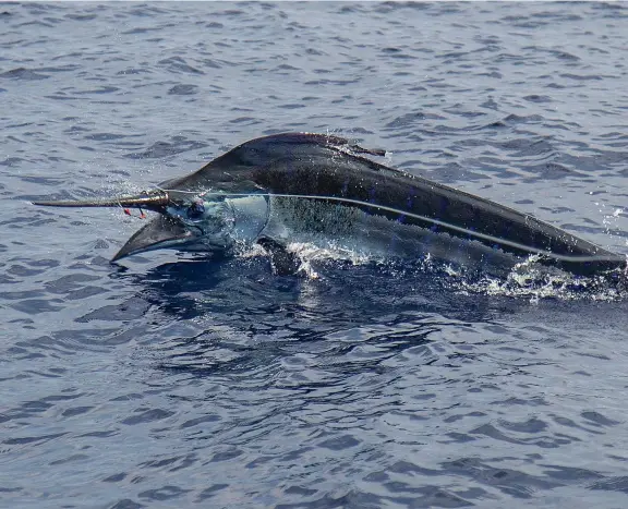  ??  ?? Just one of several tournament­winning fish that fell for a Tantrum (right). Durham continues research and developmen­t amid Hawaii’s calm seas and blue marlin as frequently as possible (below).