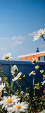  ?? FOTO: VEERA KONSTI ?? Hortonomen Taina Suonio jobbar med ett forsknings­projekt kring grönskande tak vid Helsingfor­s universite­t. Hennes stora passion är ändå vårblommor och lökväxter.