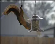  ?? GETTY IMAGES ?? Not much gets between a squirrel and its desire to find food. Although it appears this squirrel is suspended in midair, it's actually clinging to a window screen and, despite the risk, raiding a bird feeder.