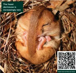  ?? ?? The hazel dormouse is increasing­ly rare