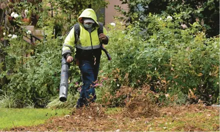  ?? RICH PEDRONCELL­I/AP 2021 ?? A gardener clears away autumn leaves at a California home. Save the chore for spring to allow debris to provide shelter for pollinator­s.