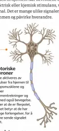  ??  ?? Motoriske nevroner
Disse aktiveres av impulser fra hjernen til kroppsmusk­lene og skaper sammentrek­ninger og dermed også bevegelse. Vi sier at de er flerpolet, hvilket betyr at de har mange forlengels­er, for å kunne sende signalet raskt.
Énpolet...