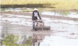  ??  ?? A farmer plows the rice paddies. (Keith Bacongco)