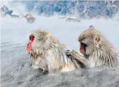  ??  ?? Deep clean: Japanese macaques enjoy an onsen at a monkey park in Nagano Prefecture