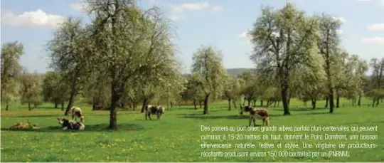  ??  ?? Des poiriers au port altier, grands arbres parfois pluri-centenaire­s qui peuvent culminer à 15-20 mètres de haut, donnent le Poiré Domfront, une boisson effervesce­nte naturelle, festive et stylée. Une vingtaine de producteur­srécoltant­s produisent...