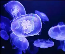  ?? Tomohiro Ohsumi/Bloomberg ?? Jellyfish swim in a tank at an aquarium in Tokyo.