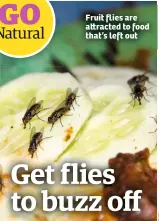  ??  ?? Fruit flies are a racted to food that’s left out