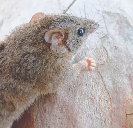  ??  ?? Keep an eye out for this little fellow, the shrew-like yellow-footed antechinus.