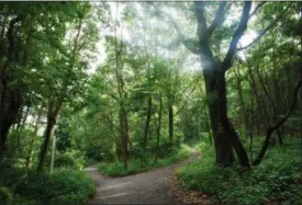  ?? JONATHAN ELDERFIELD — AP PHOTOS ?? In this July 7 photo, two paths join into one on the cross country running course at Van Cortlandt Park in the Bronx. Van Cortlandt is New York City’s third-largest park, at over 1,000 acres, and its cross-country trails have been attracting runners...