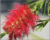  ?? IVA VILLI/DREAMSTIME ?? Scarlet bottlebrus­h flowers, or Callistemo­n coccineus Melaleuca rugulosa.