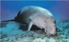  ?? Environmen­t Agency Abu Dhabi ?? Top, one of the five dugong bodies that have washed ashore on Saadiyat Island in recent weeks. Dugongs are a protected species in the UAE