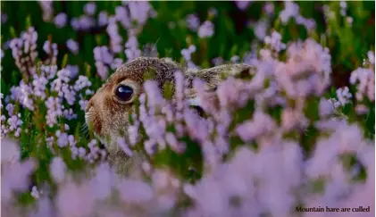  ??  ?? Mountain hare are culled