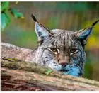  ?? Symbolfoto: Andreas Arnold/dpa ?? Ein Luchs, aber nicht Finja.