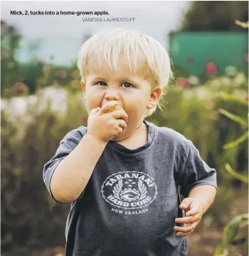  ?? VANESSA LAURIE/STUFF ?? Mick, 2, tucks into a home-grown apple.