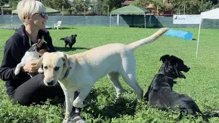  ??  ?? Gioco e libertà Debora Carrara dell’associazio ne «Black dogs cinofilia» educatrice cinofila con alcuni degli ospiti dell’asilo per cani in via della Biscia