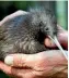  ??  ?? Questions are being asked the the kiwi’s suitabilit­y to be our national bird.