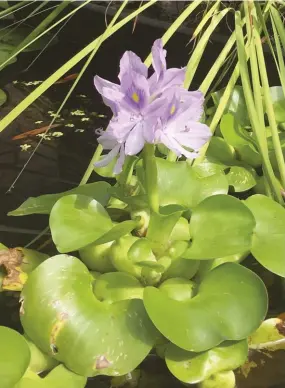  ??  ?? A water hyacinth blooms and floats in an abovegroun­d water garden.