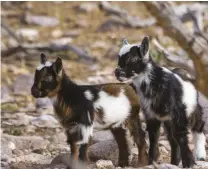  ??  ?? One is the loneliest number, especially for goats. Make sure you get at least a pair. Lonely goats can turn into bad-mannered goats pretty quickly.